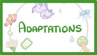 GCSE Biology  Adaptations 79 [upl. by Crosby]