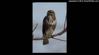 Vogelbestimmung Mäusebussard Buteo buteo [upl. by Proffitt]