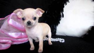 TIny Micro Teacup Chihuahua for sale at Puppy Elite Teacups [upl. by Edras862]