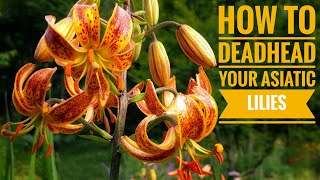 How to Deadhead your Asiatic Lilies [upl. by Navlys]