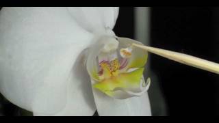 How to Pollinate Orchids  Phalaenopsis Orchid [upl. by Grantley538]