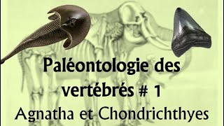 Paléontologie des vertébrés  1 Agnatha et Chondrichthyes [upl. by Neirda]