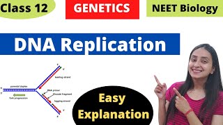 DNA Replication  Molecular Basis of Inheritance  Class 12 Genetics [upl. by Nylak]