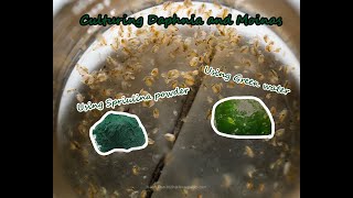 How To Culture Daphnia and Moinas using Green Water Spirulina powder [upl. by Eded390]