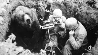 The HeartMelting Story Of Wojtek The Soldier Bear [upl. by Durnan]