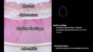 Histology  Trachea [upl. by Adnwahsal]