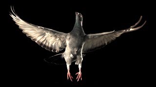 Slow Motion Pigeon Flight  BBC Earth [upl. by Endora452]