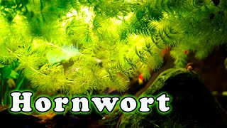 Hornwort Aquarium Plant Care Is This The FASTEST Growing Aquarium Plant [upl. by Ayekim]