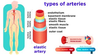 The Circulatory System Part 2 Blood Vessels [upl. by Neeluj786]