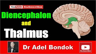 Diencephalon and Thalamus Dr Adel Bondok [upl. by Sisto]