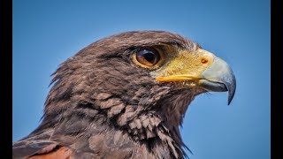 Falconry Intro to Harris Hawks [upl. by Kwan744]