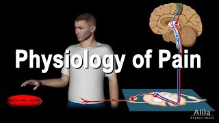 Physiology of Pain Animation [upl. by Imotas]