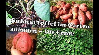 Süßkartoffel anbauen im Garten  Süßkartoffel Ernte [upl. by Ihcehcu]