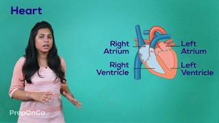 Life Process  11  Blood Circulatory System  Working of Heart  CBSE Class 10 [upl. by Chloe]