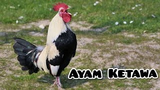 Ayam Ketawa Berkokok Terbaru 2024 [upl. by Nawk]