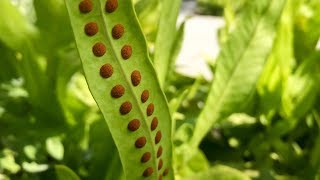 Propagating Ferns from Spores – Family Plot [upl. by Nevs]