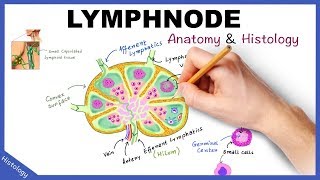 LYMPH NODE Anatomy amp Histology Simplified  Lymphatic System [upl. by Fishbein123]