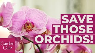 🌸How to Repot an Orchid🌸 [upl. by Ehud971]