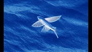 Facts The Flying Fish [upl. by Lednik516]