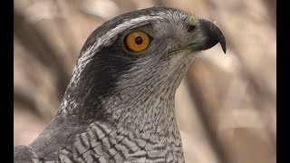 Falconry Introduction to goshawks [upl. by Mavilia]