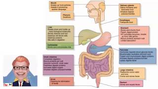 The Digestive System KS3  The Bio Coach [upl. by Asus]