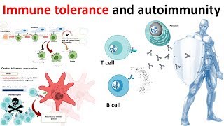 Immune Tolerance and autoimmunity overview [upl. by Doner]