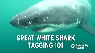 How to tag a great white shark [upl. by Hairehcaz]