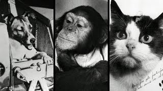 10 Animals That Went to Space [upl. by Yenahpets]