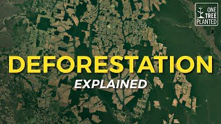 What is Deforestation  Eco Facts  One Tree Planted [upl. by Otnas]