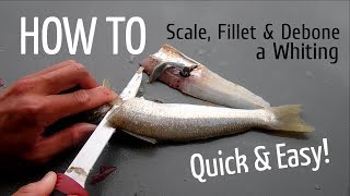 HOW TO Scale Fillet and Debone a Whiting [upl. by Yenal346]