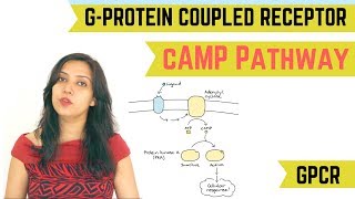 cAMP PATHWAY  GPROTEIN COUPLED RECEPTOR GPCR [upl. by Mchail]