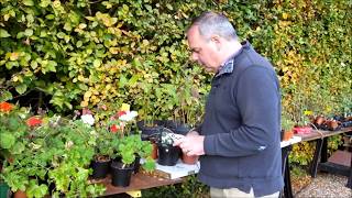 Saving and storing tender geraniums Pelargoniums over winter [upl. by Eugen]