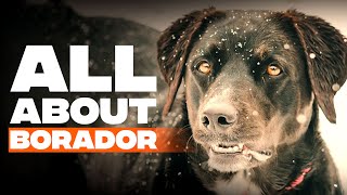 Border Collie Lab Mix Borador Dog Breed Info [upl. by Ynottirb]