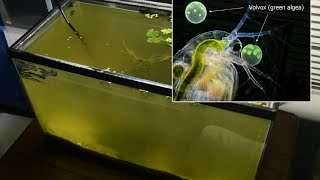 Raising Daphnia for the Freshwater Aquarium [upl. by Stav]