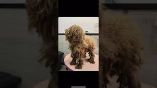 Severely Matted Mini Poodle  Dog Rescued From China [upl. by Lassiter]