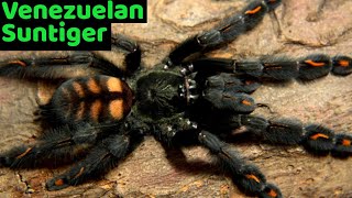 Venezuelan Suntiger Tarantula Psalmopoeus irminia Care amp Husbandry [upl. by Nalda]