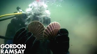 HandDiving for Scallops  Gordon Ramsay [upl. by Atonsah]