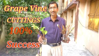 Grow Grape Vine from Cuttings It is So Easy [upl. by Bonns703]