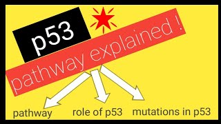 p53 tumor suppressor gene  SIMPLEST explanation [upl. by Ainekahs513]