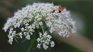 Wild Carrot vs the Toxic Hemlocks [upl. by Akilegna]