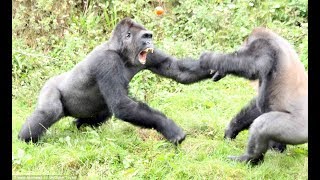 Top 5 Gorilla Fights On Camera  Zoo Fight [upl. by Steinway]