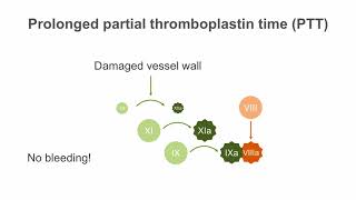 Interpreting the Partial Thromboplastin Time PTT [upl. by Donica425]