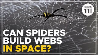 Can spiders weave webs without gravity [upl. by Micco75]