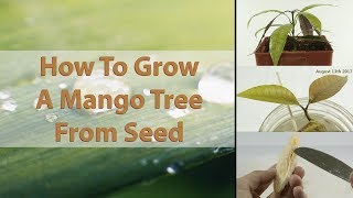 How To Grow A Mango Tree From Seed  EASY  With Results  HD Macro [upl. by Trab]