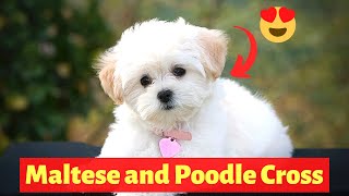 Poodle and Maltese Cross Breed Maltipoo Size Health Temperament and Care [upl. by Ojillek]