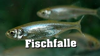 30 Sekunden Fischfalle [upl. by Mona583]