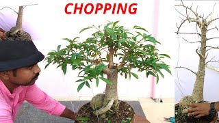 Chopping in bonsai Baobab bonsai Adansonia digitata Kalpvriksh plant Part 1 [upl. by Hanway]