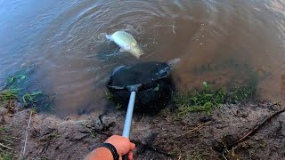 Insane yellowbelly and Murray cod fishing at Lake Nillahcootie the best fishing I can remember [upl. by Uthrop]