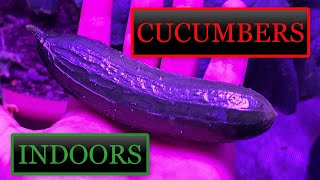 Growing Cucumbers Indoors Seed to Harvest [upl. by Reinhold56]