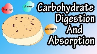 Carbohydrate Digestion And Absorption  Carbohydrate Metabolism [upl. by Nivan]